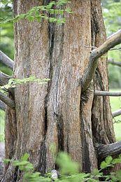 EA股价上涨！分析师称《战地6》预购将破百万